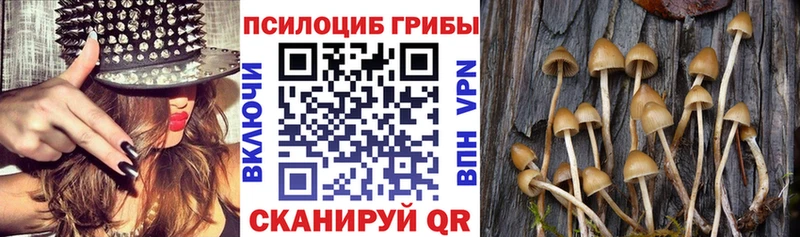 Купить закладки  Ртищево  Псилоцибиновые грибы Psilocybine cubensis 